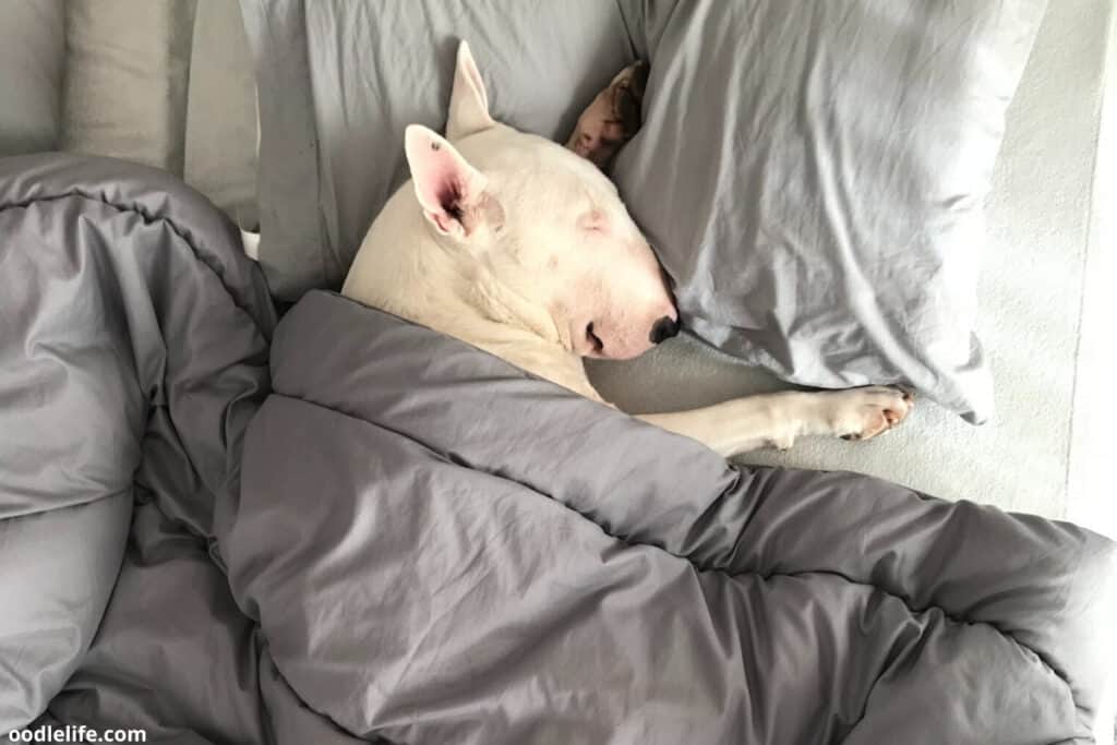 bull arab dog sleeping in bed