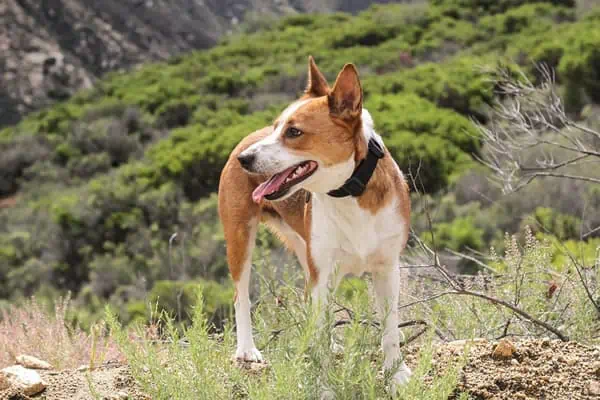 Basenji on hiking trail