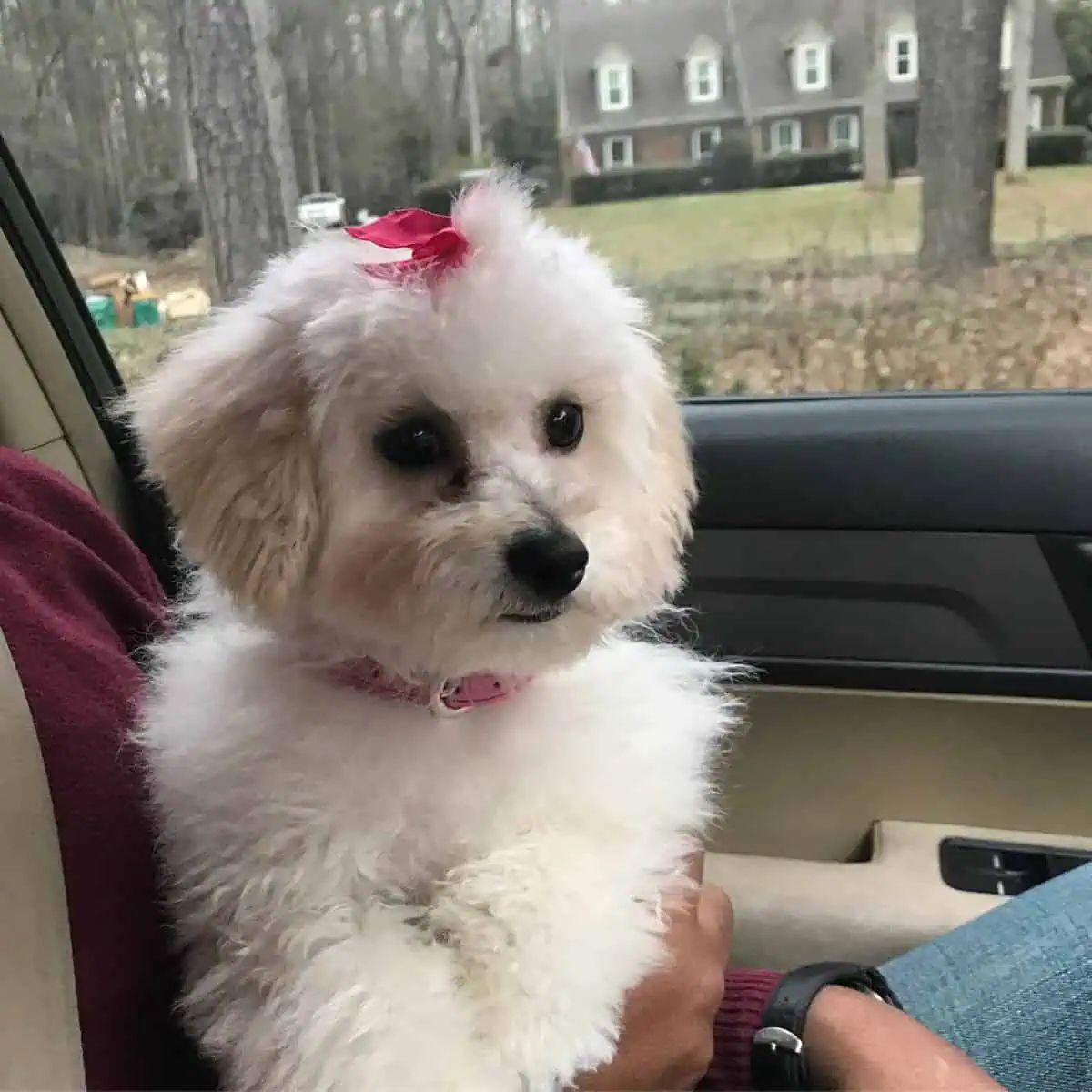 calm Mini Poodle on a car