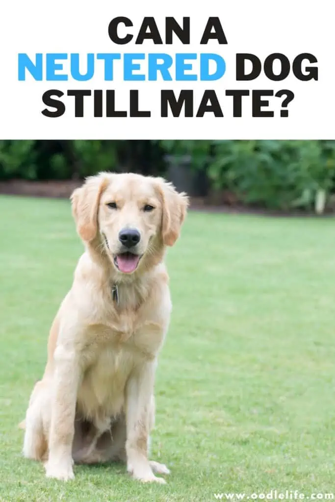 can a neutered dog still mate