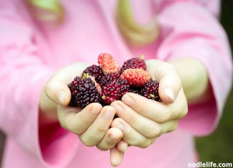 Can Dogs Eat Mulberries? Not Your Typical Dog Food