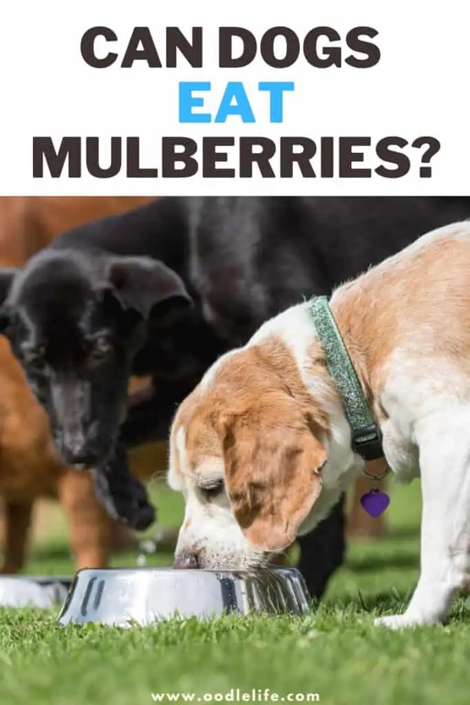 can dogs eat mulberries