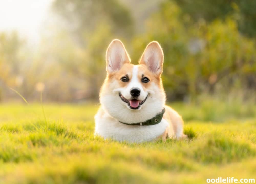 Can Dogs Get Their Ears Pierced? [What You Need To Know] Oodle Life