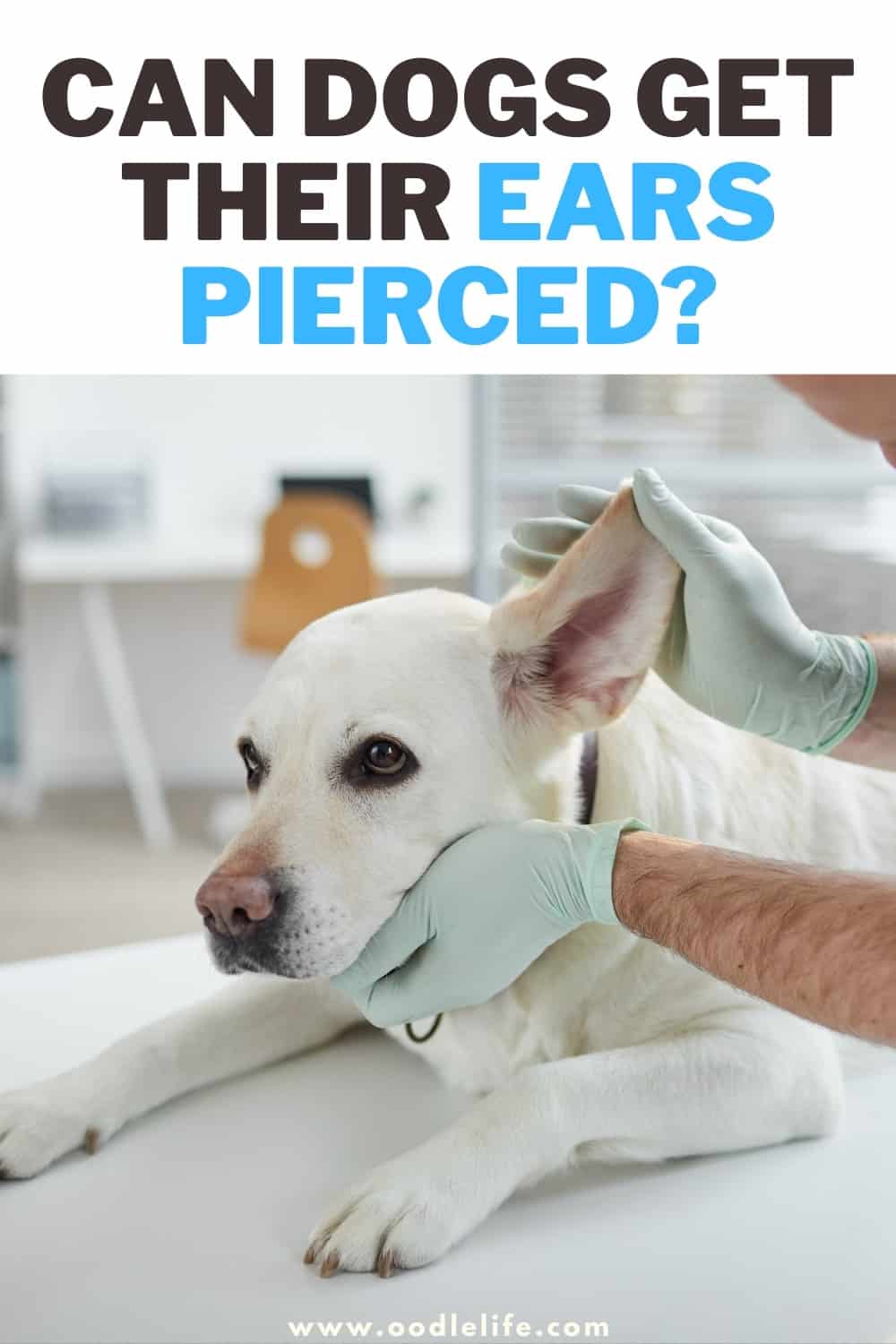 Can Dogs Get Their Ears Pierced? [What You Need To Know] Oodle Life