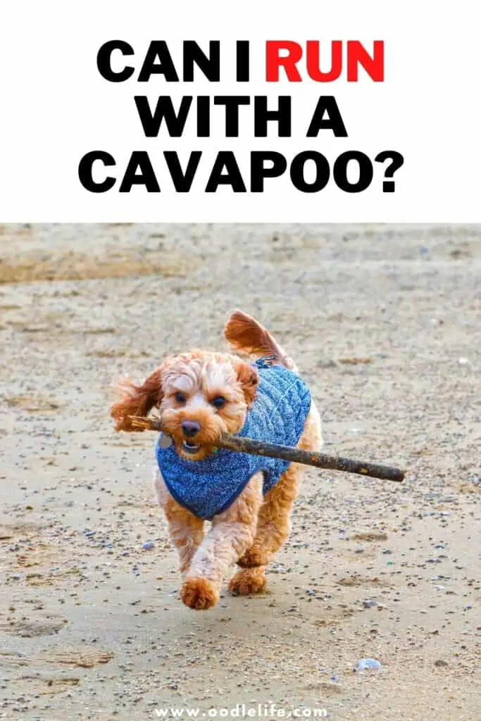 can I run with a cavapoo