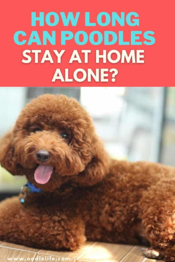can poodles stay at home alone