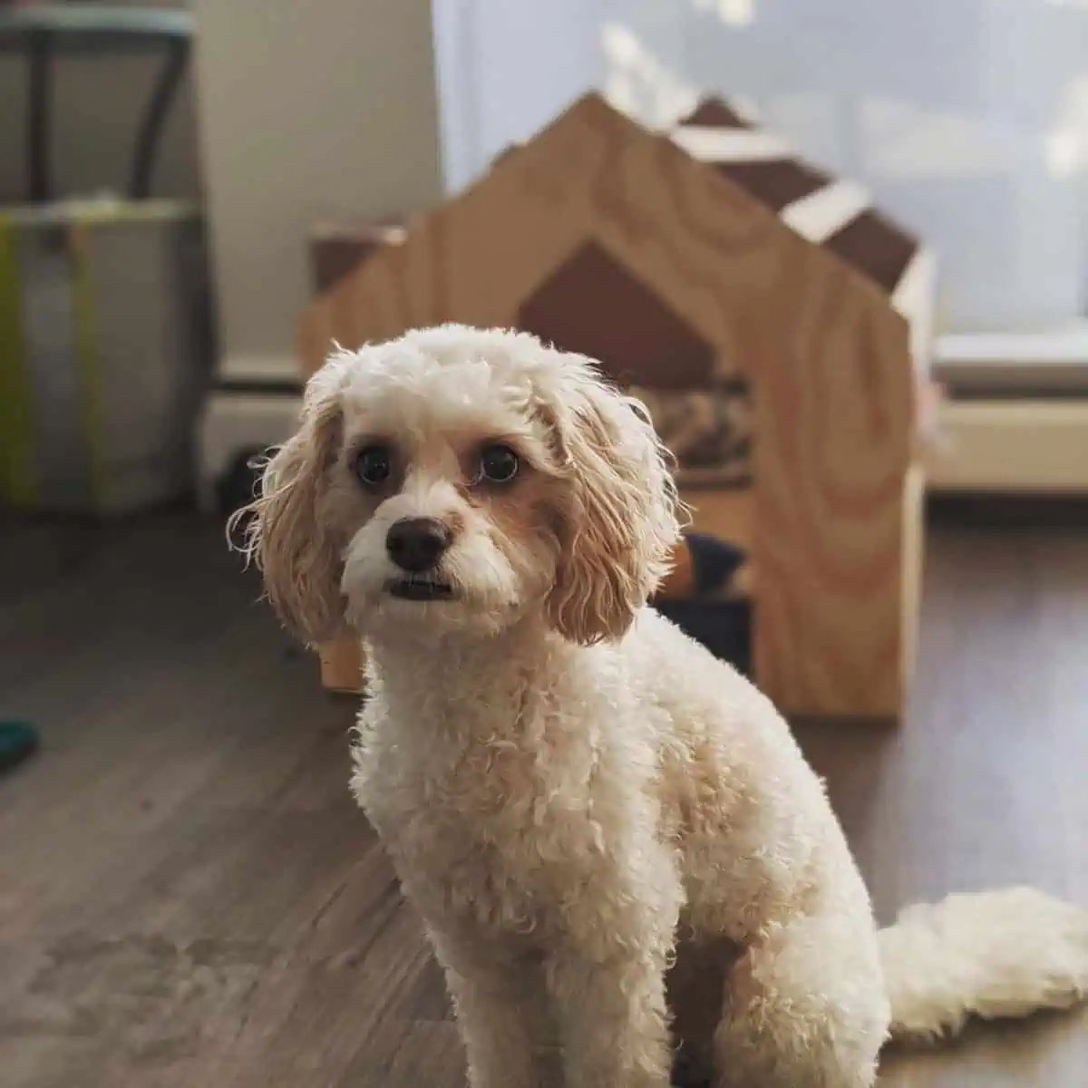 Cavapoo bored in the house