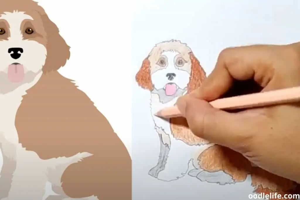 drawing cavapoo step