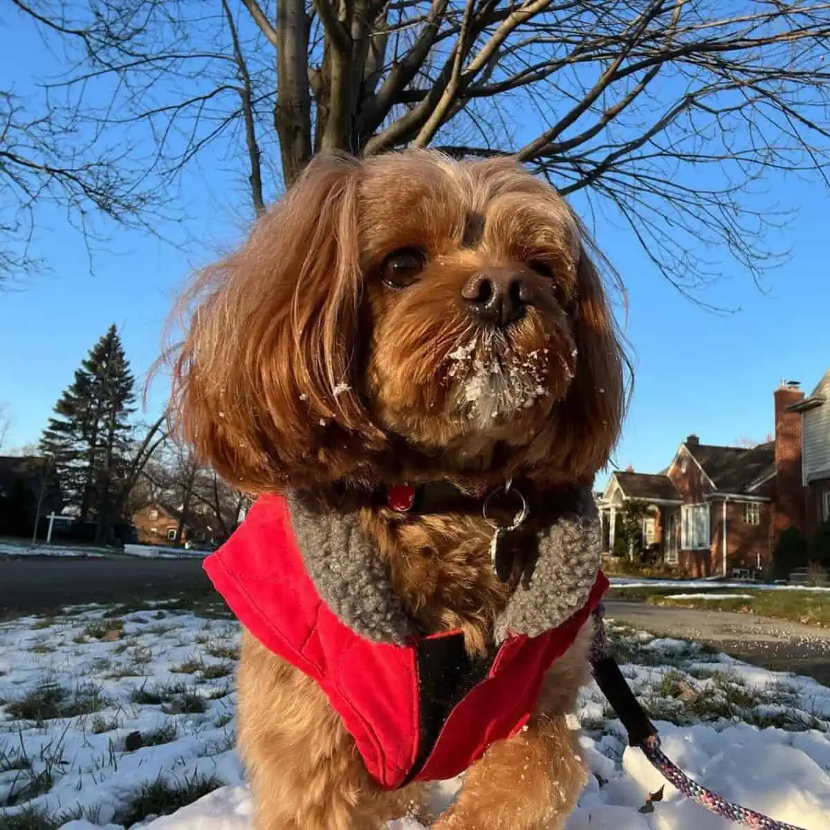 Cavapoo face with snow