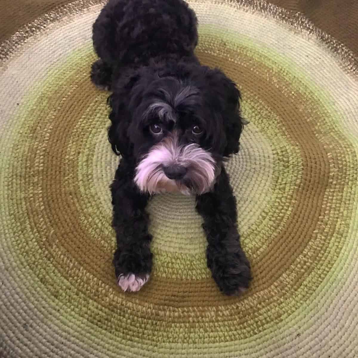 Cavapoo gets ready for new command