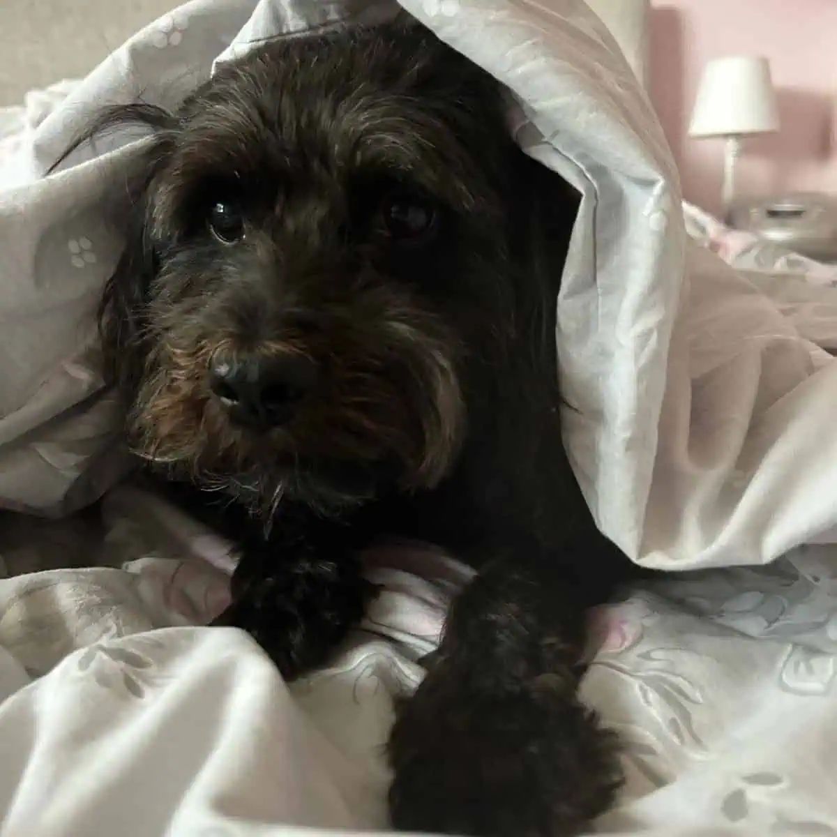 Cavapoo in bed
