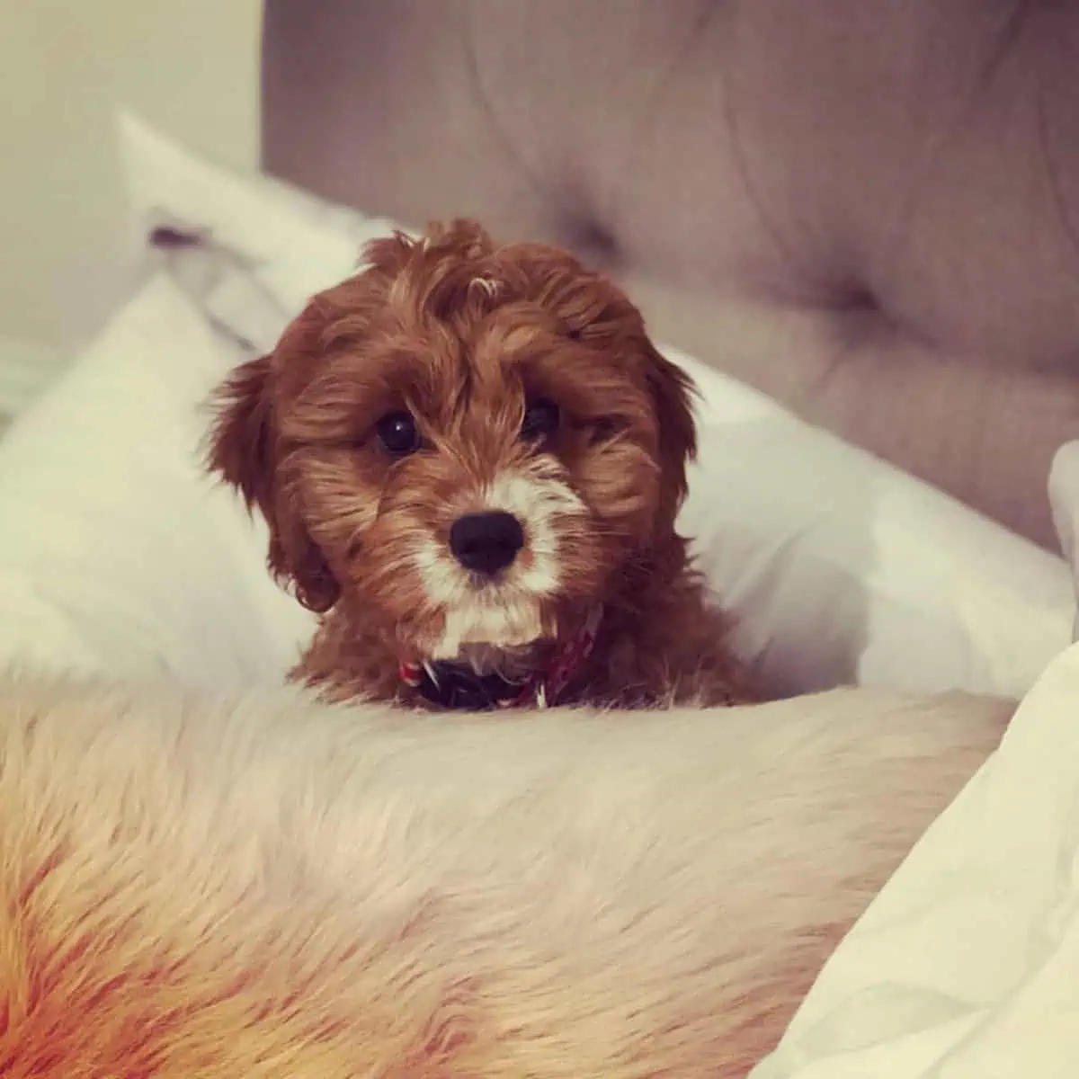 Cavapoo looks at owner