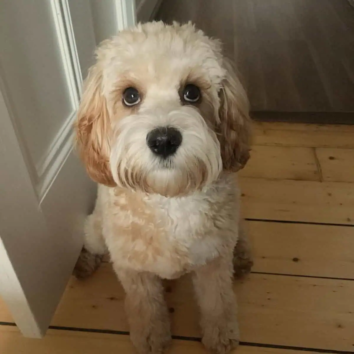 Cavapoo looks up owner