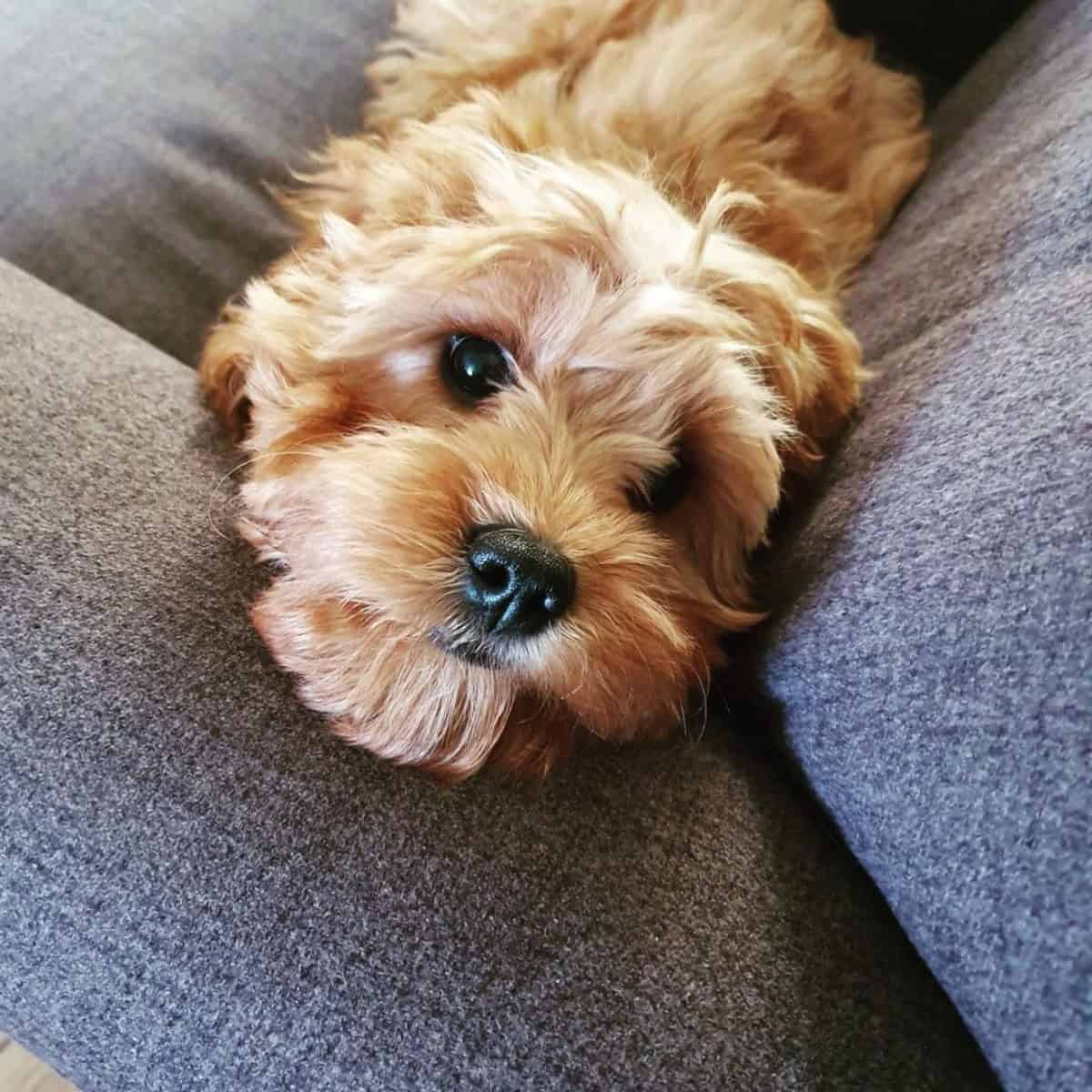 Cavapoo lying on couch due to sickness