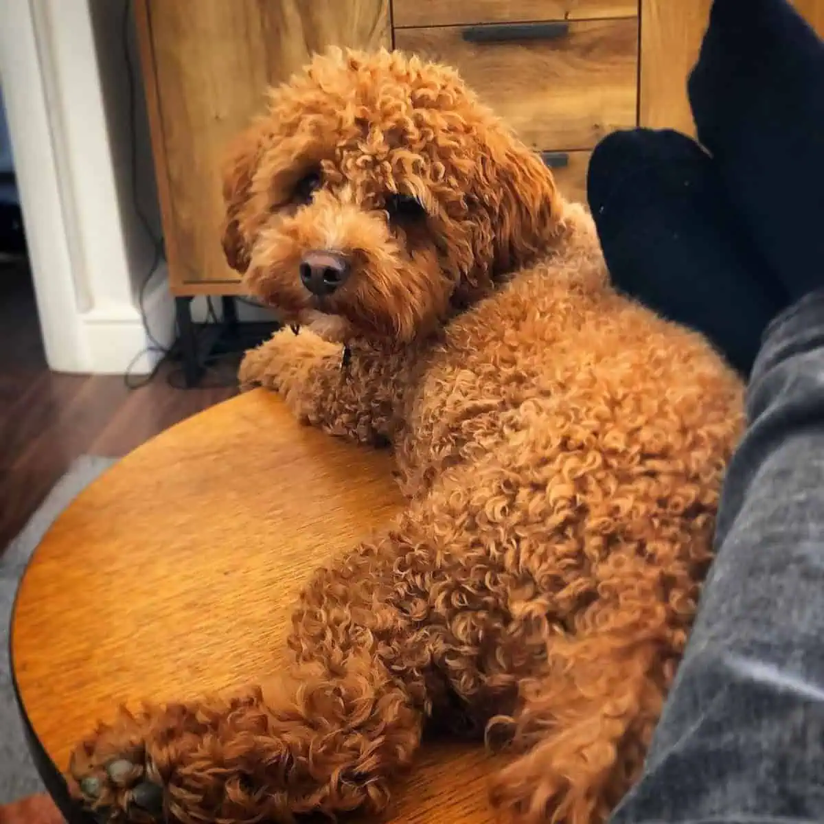 Cavapoo on coffee table