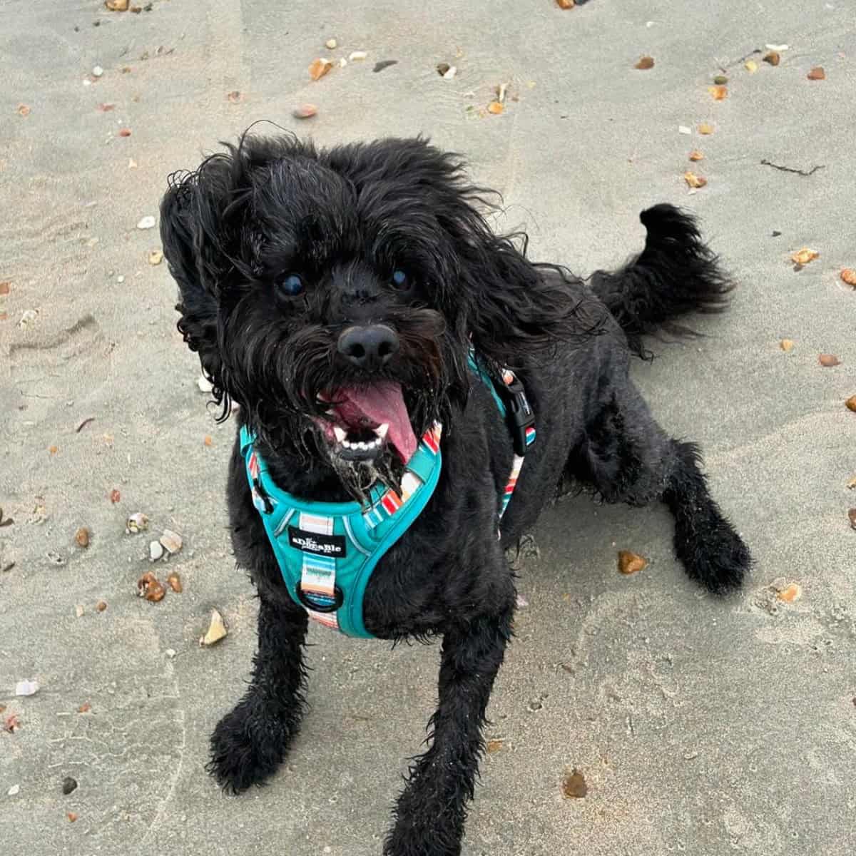 Cavapoo panting at the beach after activities