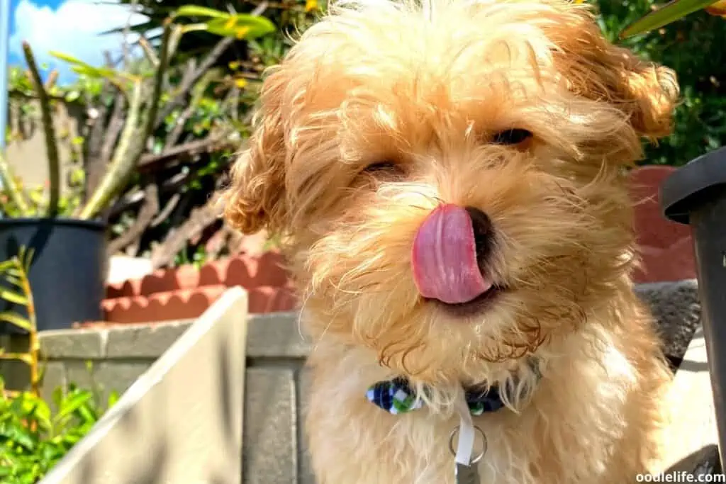 small cavapoo licks lips