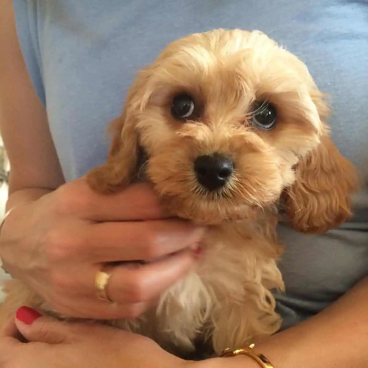 Cavapoo puppy owner introduction