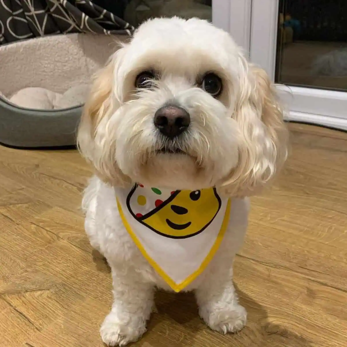 Cavapoo ready for mealtime