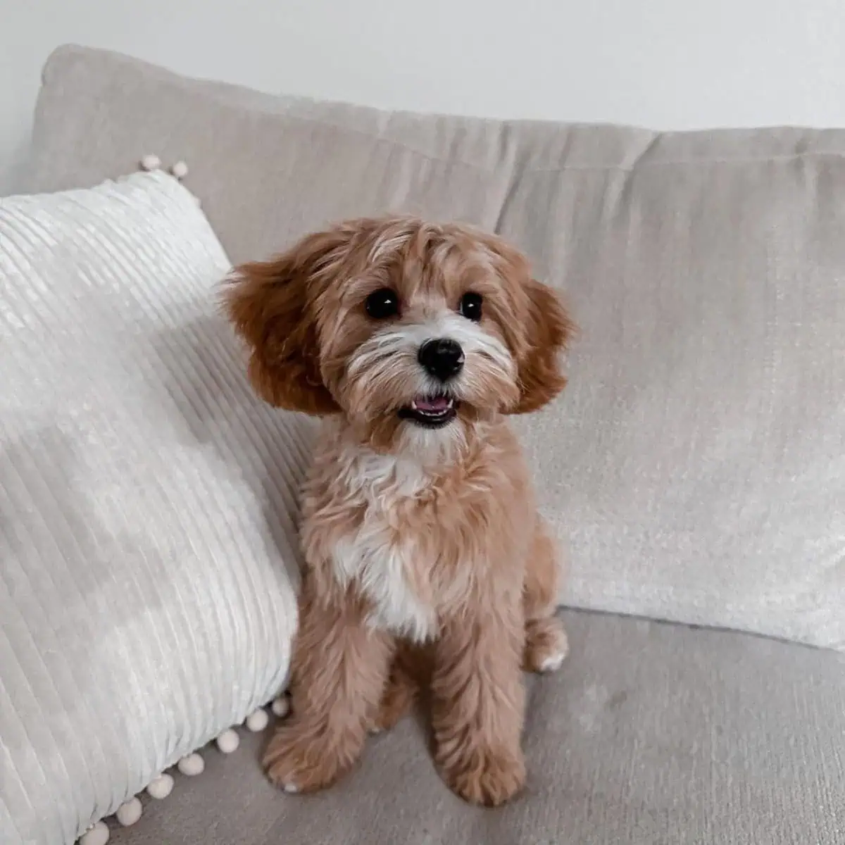 Cavapoo scared on couch