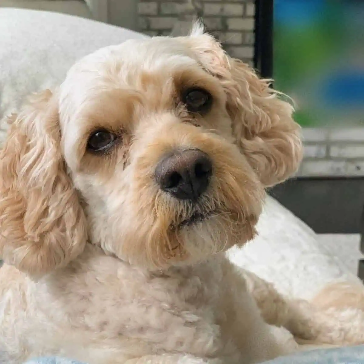 Cavapoo wants to cuddle