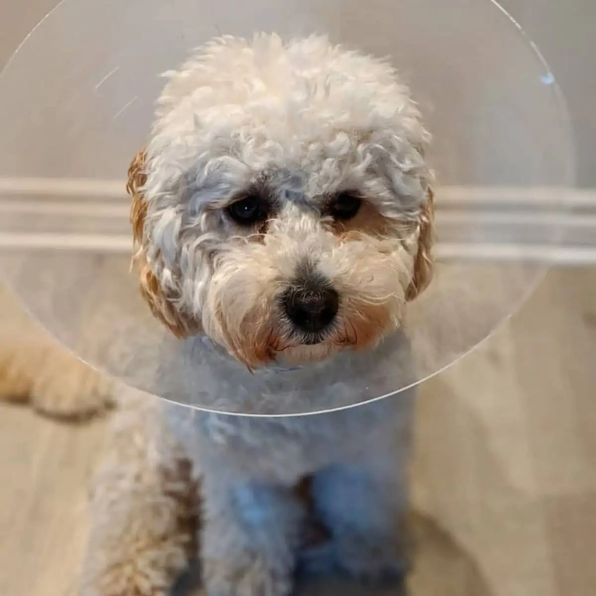 Cavapoo wearing a cone
