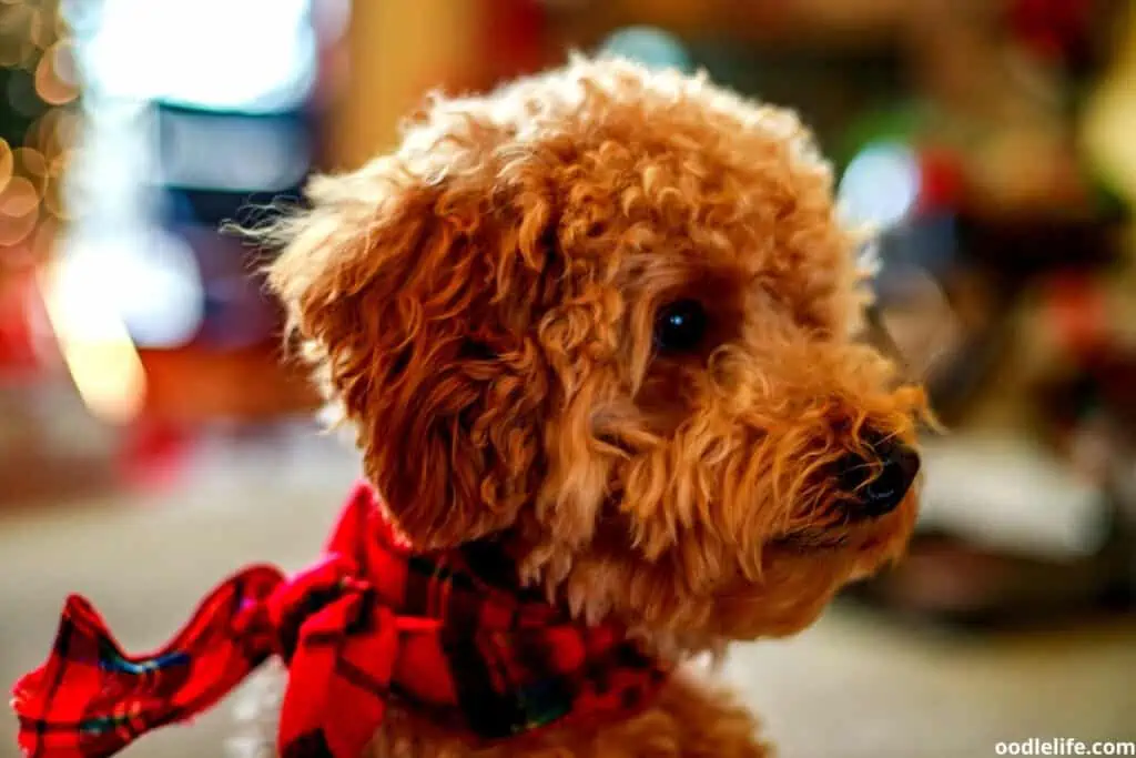 cavapoo wearing a scarf