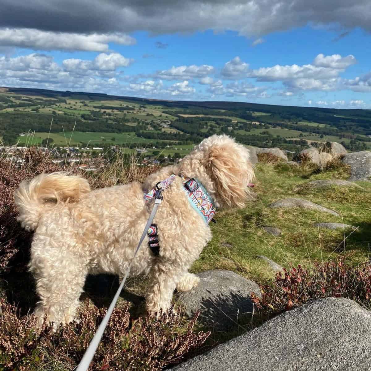 Cavapoo with harness and leash