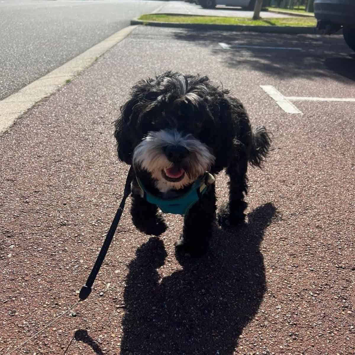 Cavapoo with its dog walker