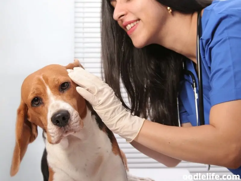 checking dog's ear