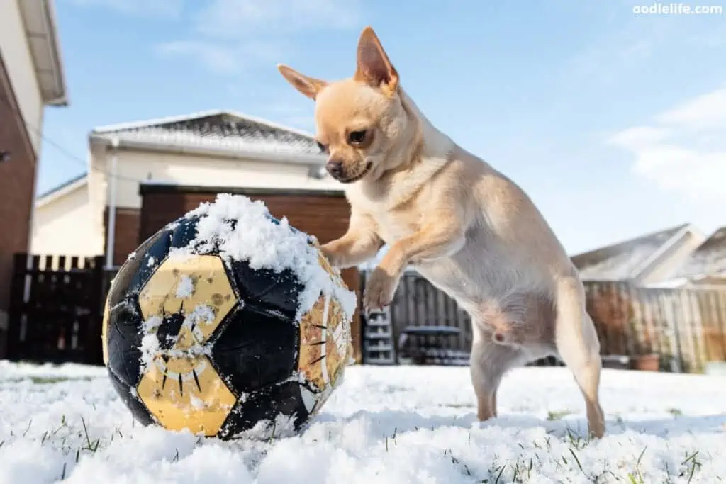 a chihuahua plays in snow