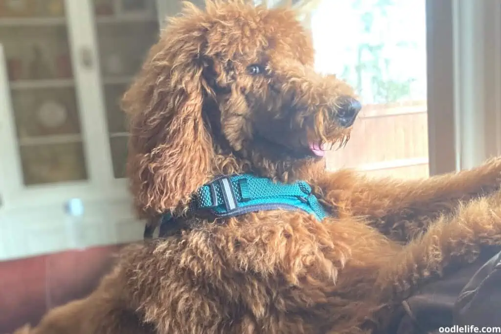 chocolate f1b goldendoodle