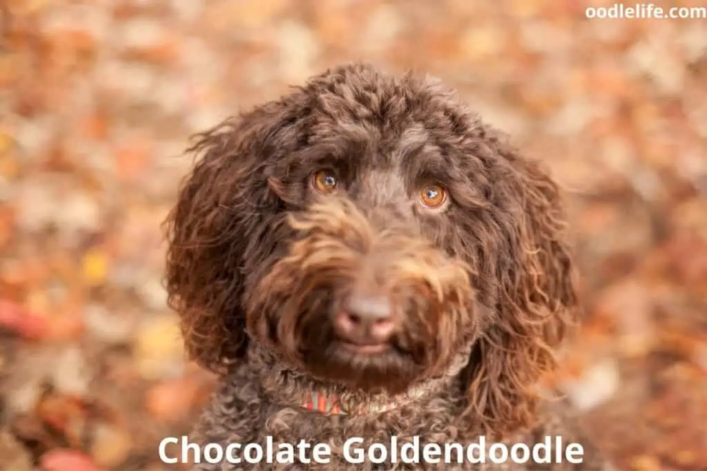 chocolate goldendoodle face