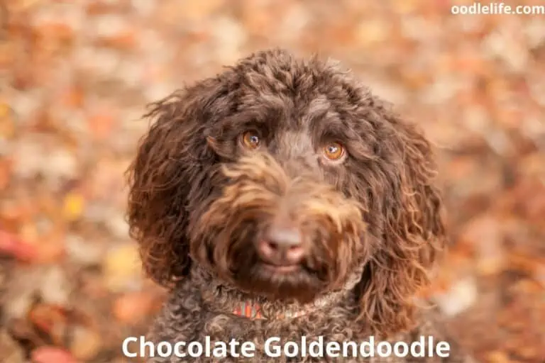 Chocolate Goldendoodle – Complete Guide (With Photos)