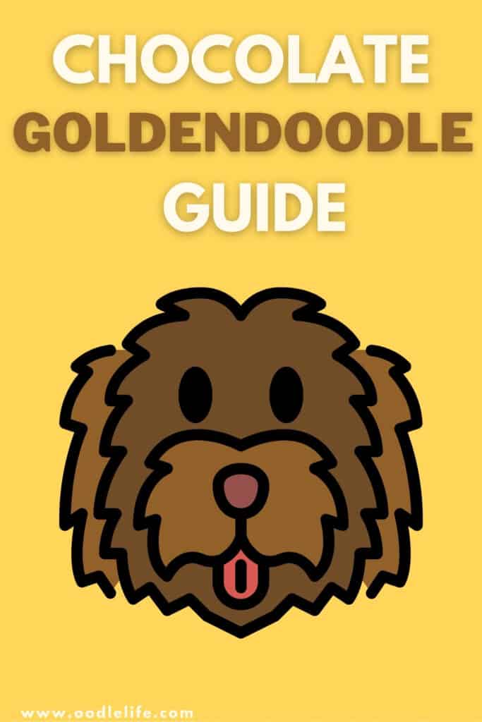 chocolate goldendoodle guide