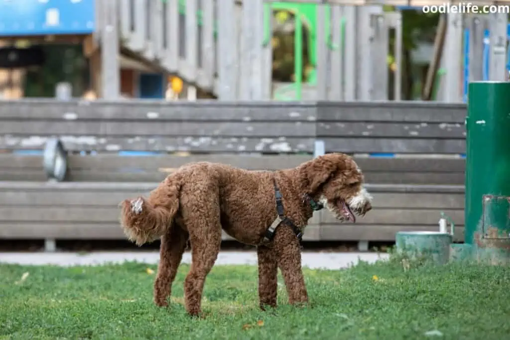chocolate goldendoodle in dog park
