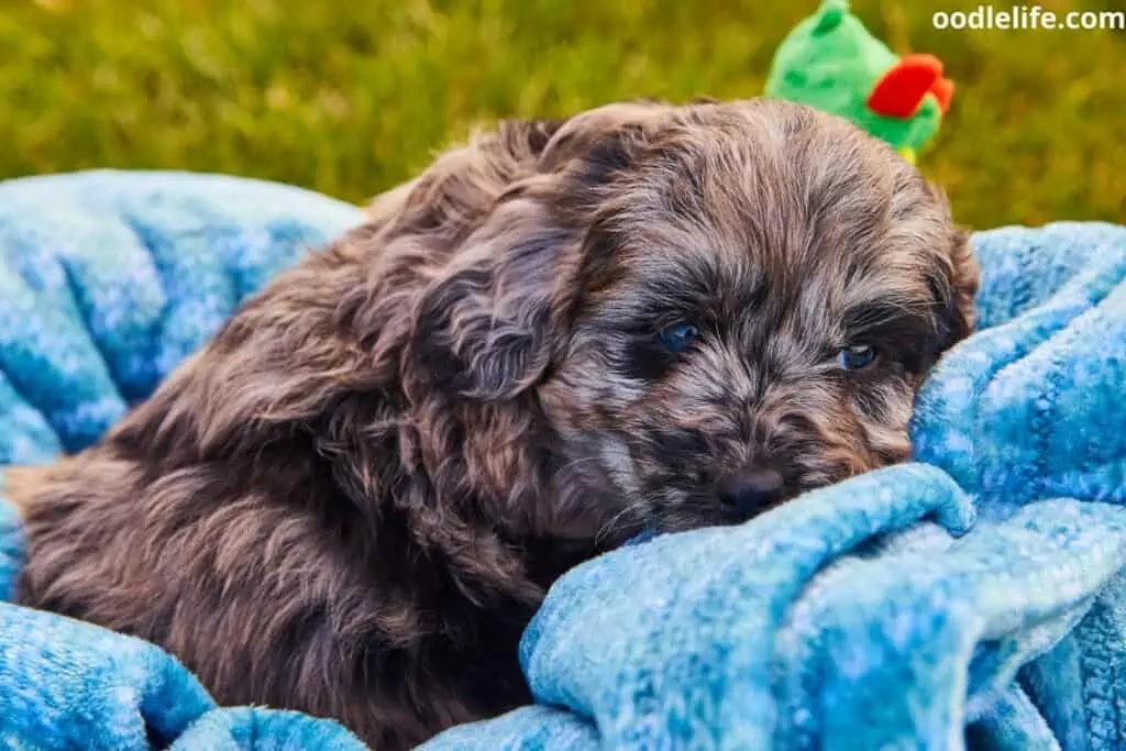 chocolate goldendoodle puppy