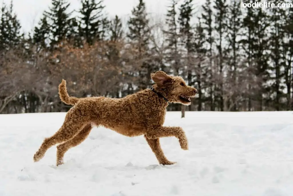 light chocolate goldendoodle in snoq