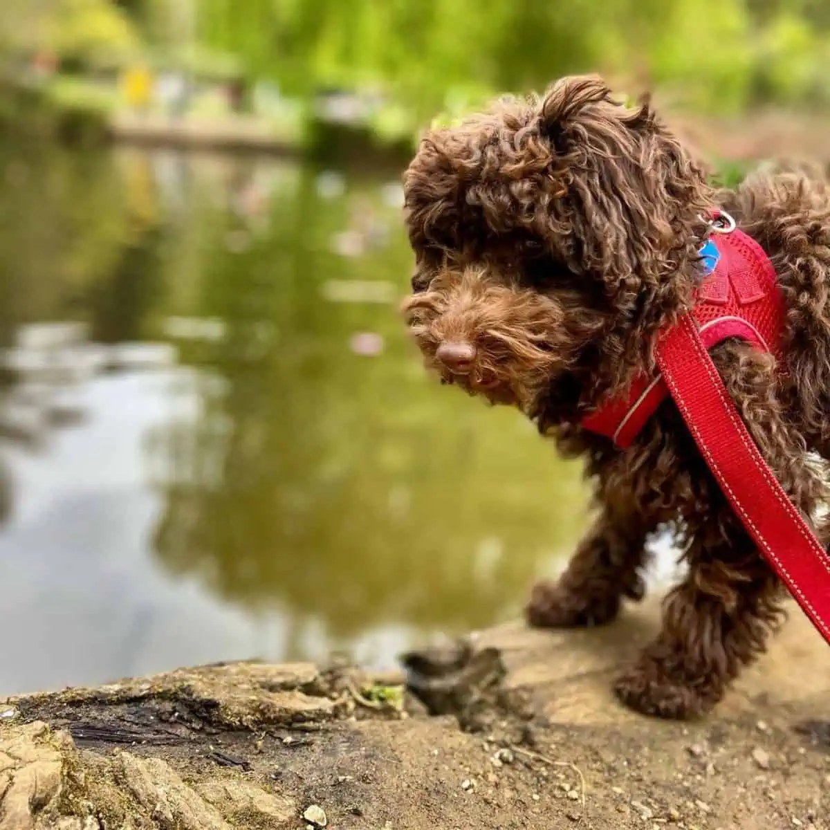 chocolate Poodle loving outdoors