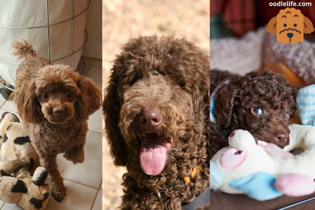 chocolate poodles