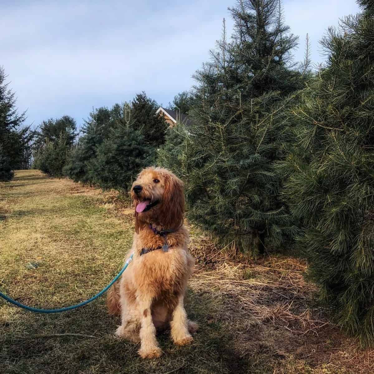 choosing Goldendoodle a tree
