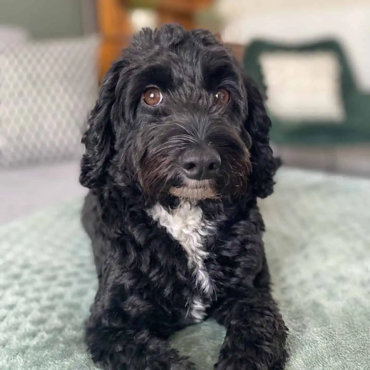 Cockapoo looks at owner