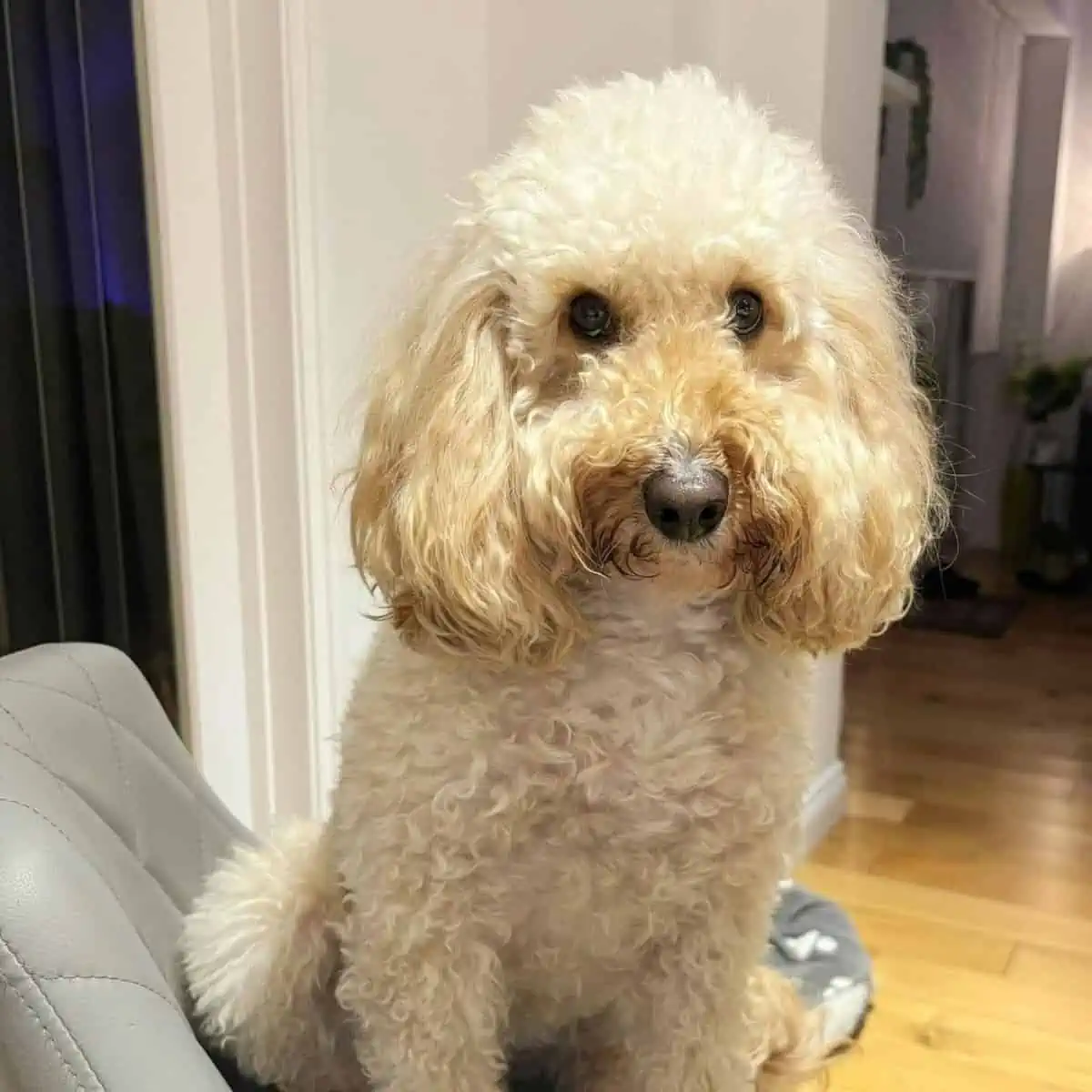 Cockapoo sitting on bar stool