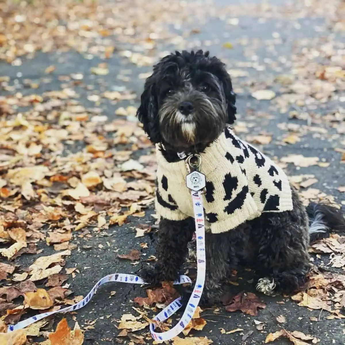 cold day for Cavapoo