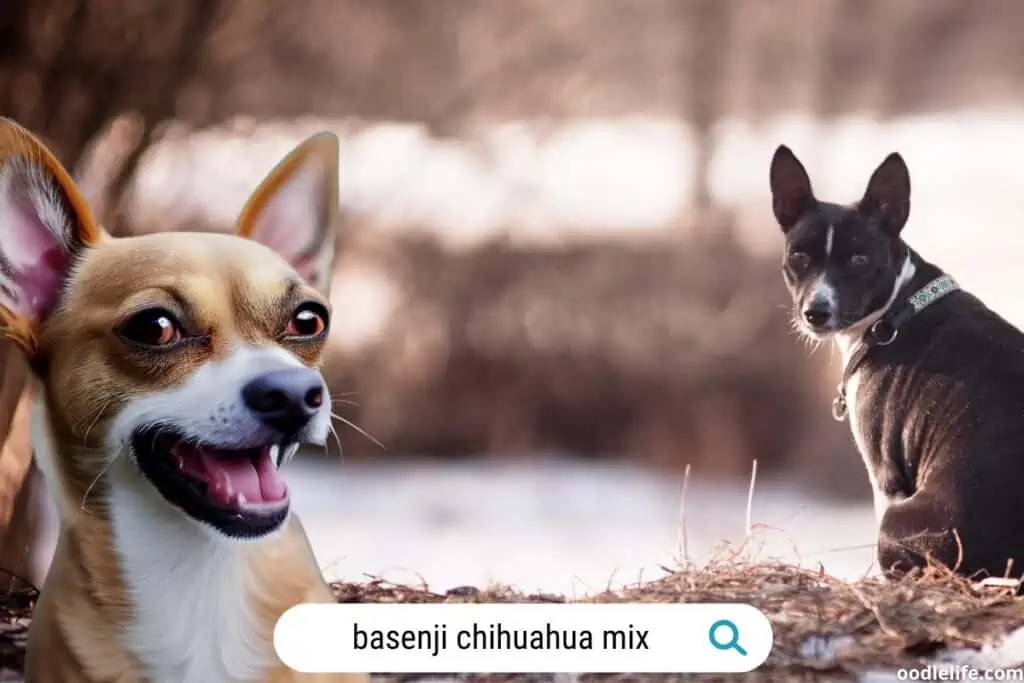 basenji-chihuahua-mix