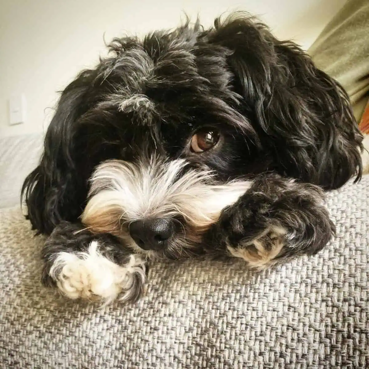 curious Cavapoo smelling treat