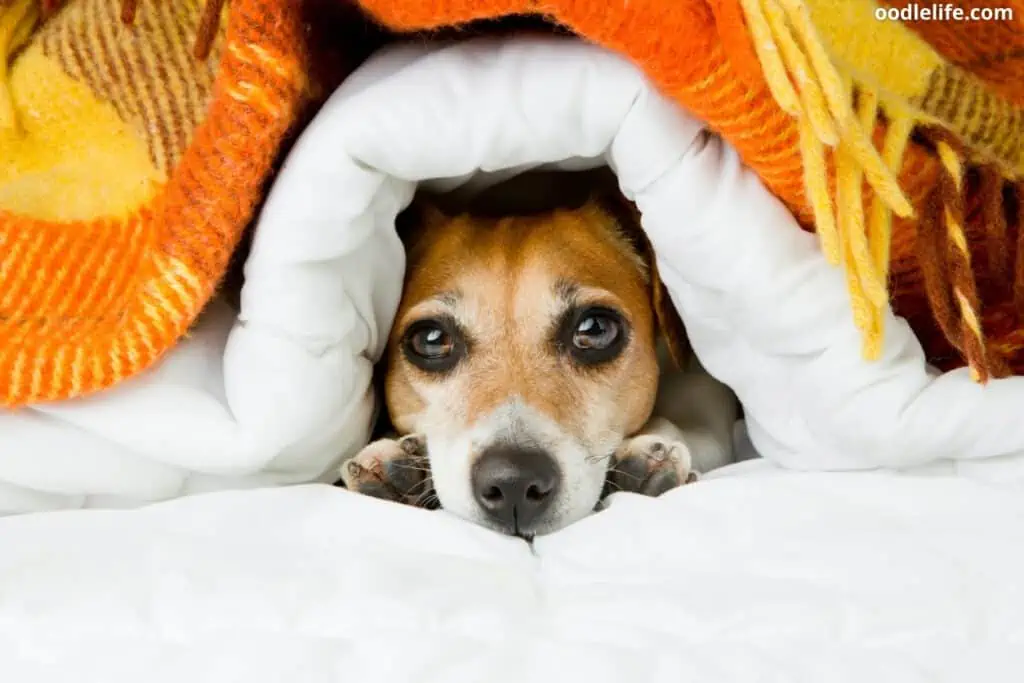 cute dog awake in bed