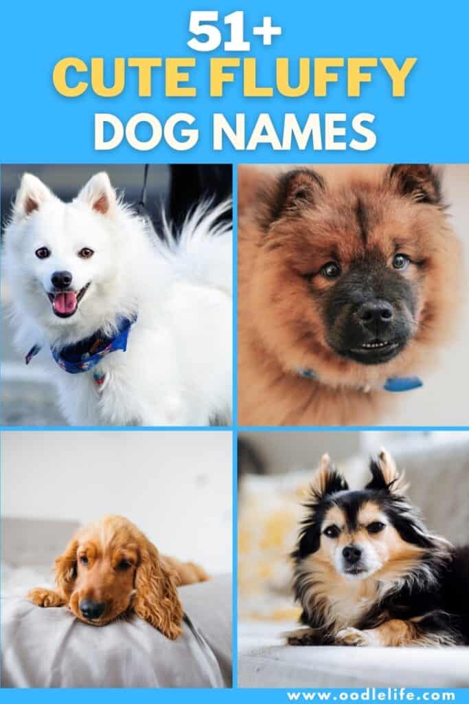 cute fluffy dog names