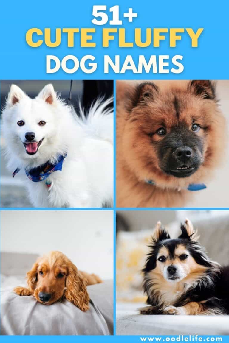51 Cute Fluffy Dog Names [and Meanings] - Oodle Life