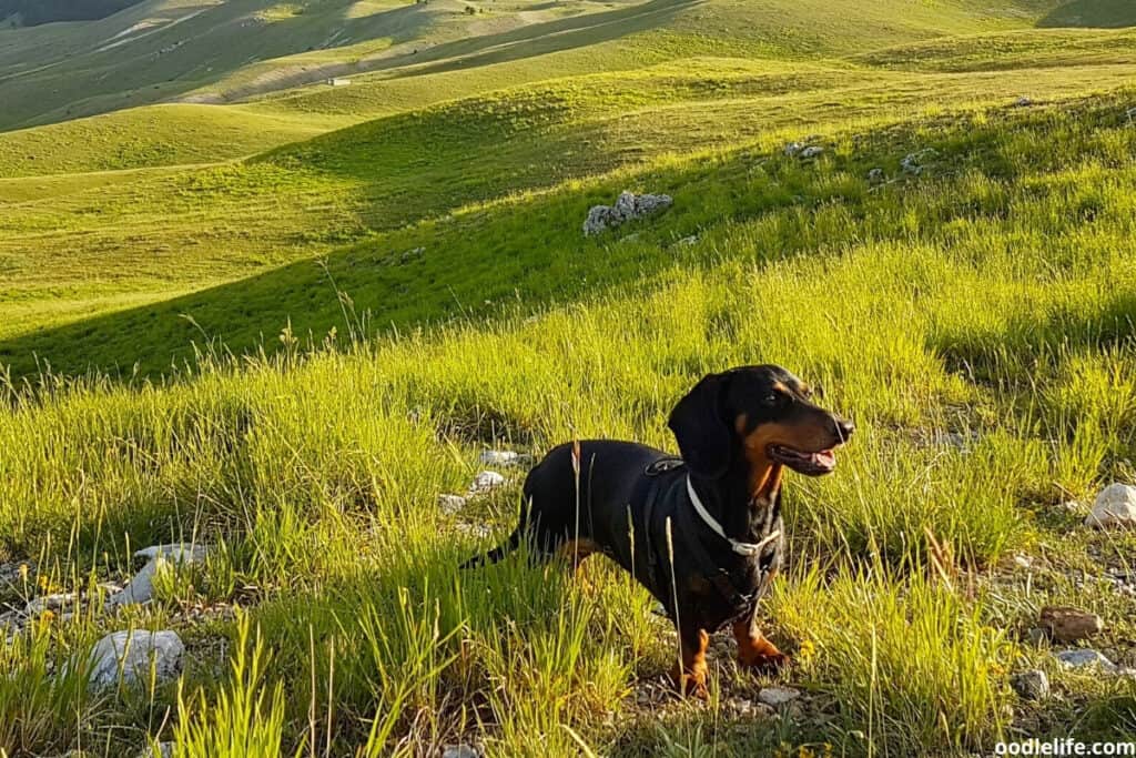 a dachshund dog in a rolling field of grass
